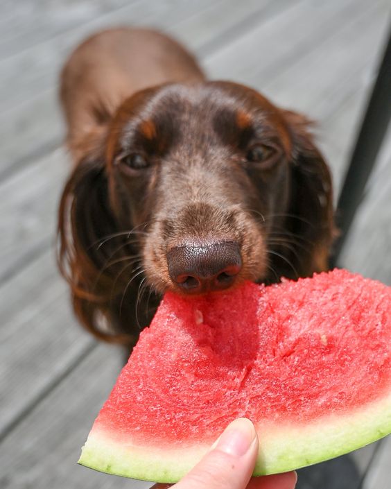 Fruits for Optimal Dog Nutrition