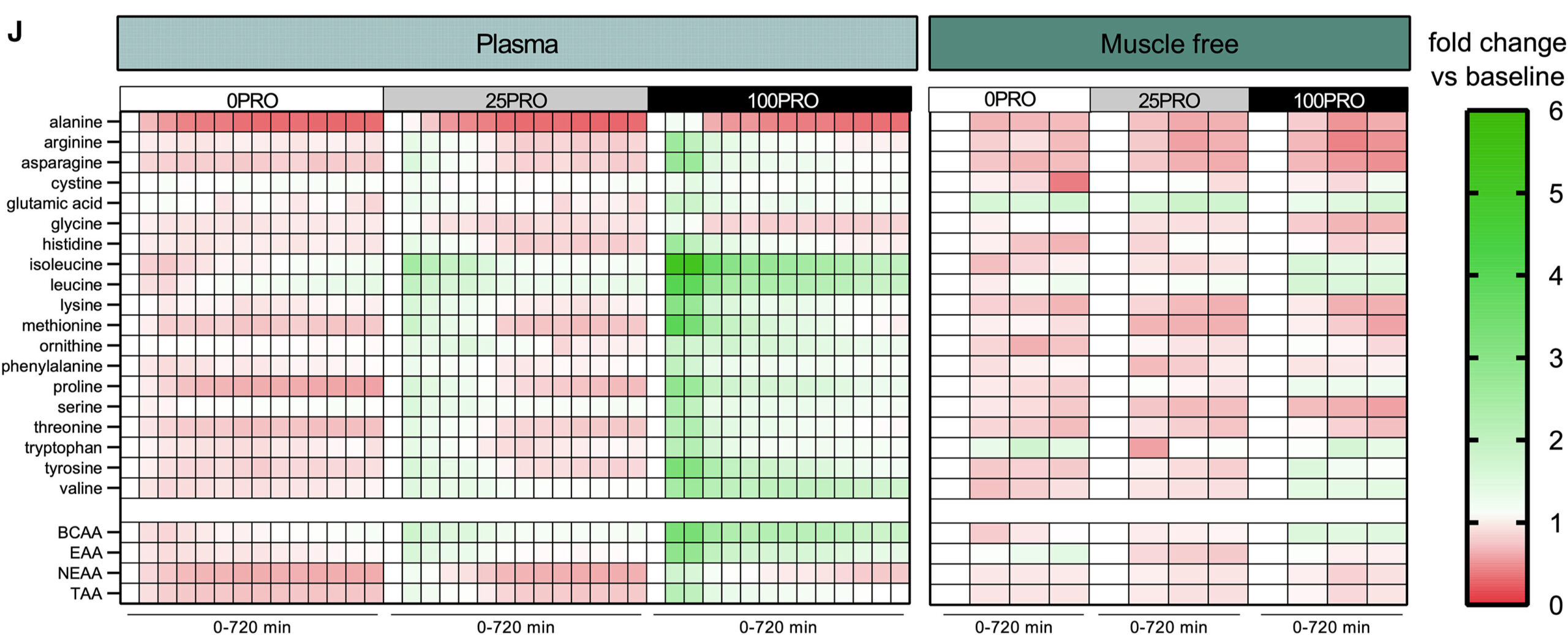 Heatmap of plasma and muscle free amino acid