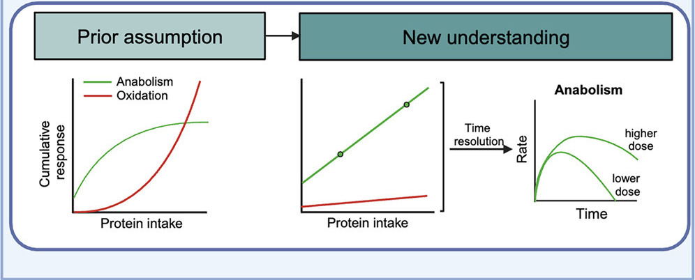 Protein Intake understanding 